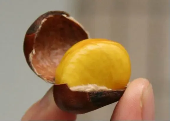 聪明人都是这样剥板栗皮的又快又干净收藏起来下次学