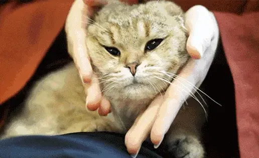 铲屎官们都喜欢带着自己的猫咪来这里交朋友,在这里晒主子,互相吸猫