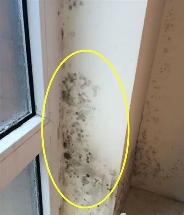 有苦难言我家窗户边没做保温如今墙纸脱落又发霉毁墙又毁房